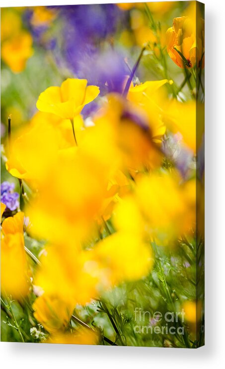 Flower Acrylic Print featuring the photograph Middle Of The Crowd by Tamara Becker