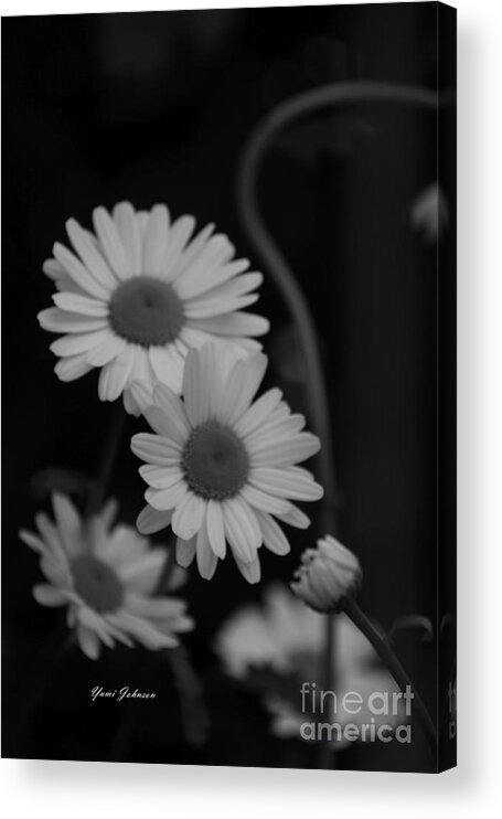 Daisy Acrylic Print featuring the photograph Midnight Daisies by Yumi Johnson