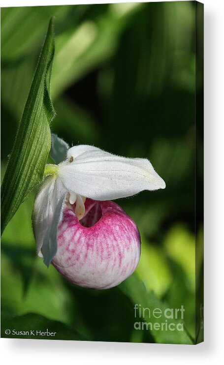 Flower Acrylic Print featuring the photograph Minnesota's Wild Flower by Susan Herber