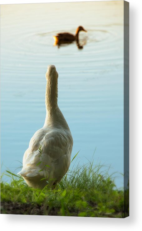 Duck Acrylic Print featuring the photograph Miss You Already by Joe Ownbey