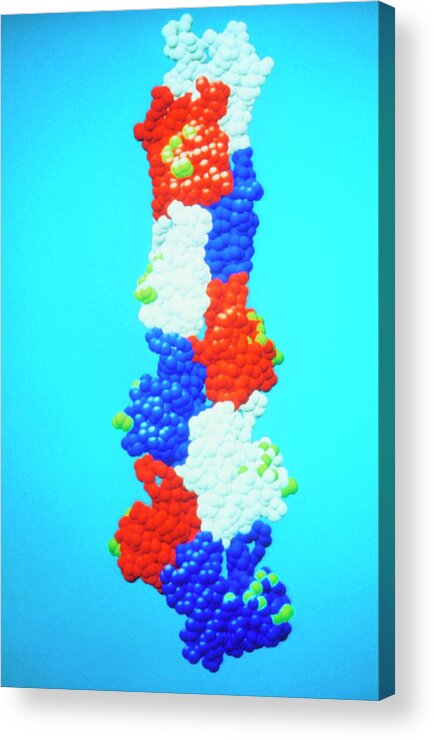 Actin Acrylic Print featuring the photograph Model Of The Protein Actin by Dr Kenneth Holmes/science Photo Library