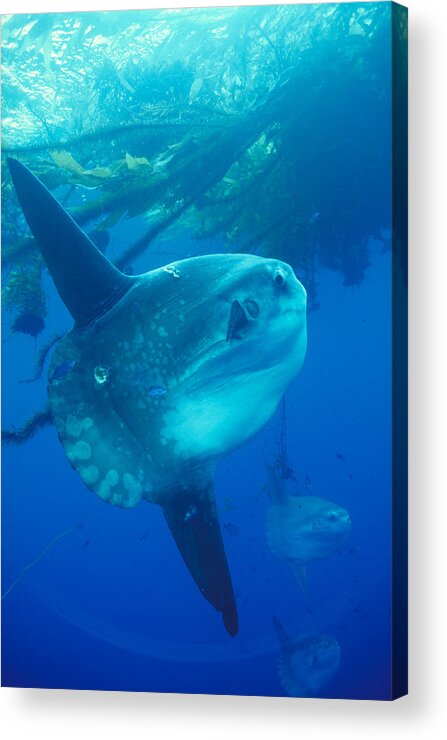 Animal Acrylic Print featuring the photograph Mola Mola Ocean Sunfish by Greg Ochocki