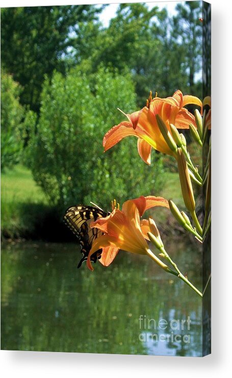 Floral Acrylic Print featuring the photograph Monarch by Bob Sample