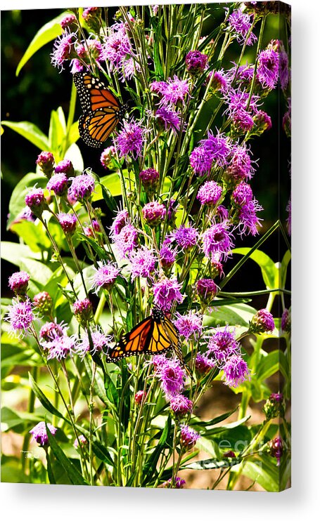 Butterfly Acrylic Print featuring the photograph Monarch Butterfly Couple by Ms Judi