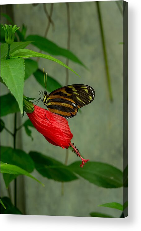 Butterfly Acrylic Print featuring the photograph Monarch Butterfly by Weir Here And There