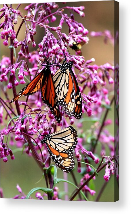 Monarch's Acrylic Print featuring the photograph Monarch's and Flora by Robert McKinstry