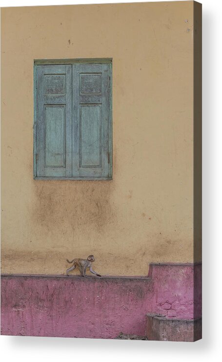 Monkey Acrylic Print featuring the photograph Monkey Stroll by Patrick Dessureault