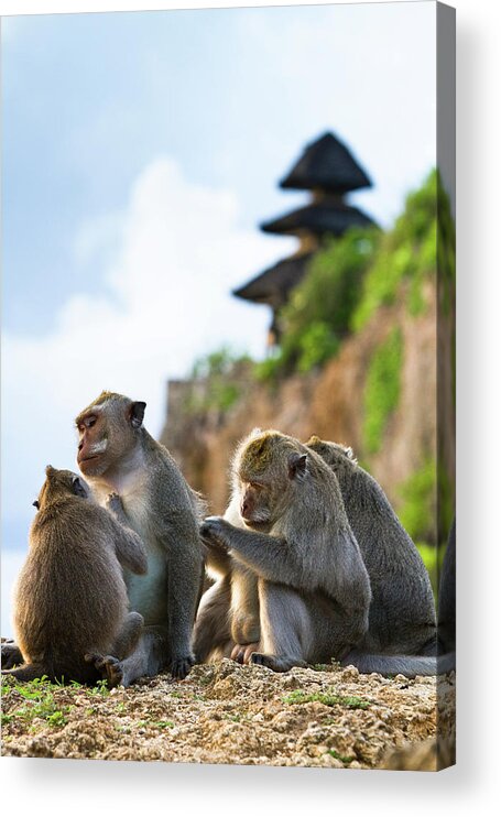 Animal Themes Acrylic Print featuring the photograph Monkeys At Uluwatu Temple by Matthew Micah Wright