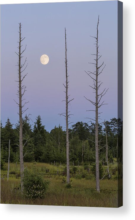 Moon Acrylic Print featuring the photograph Moon Before Nightfall by Denise Bush