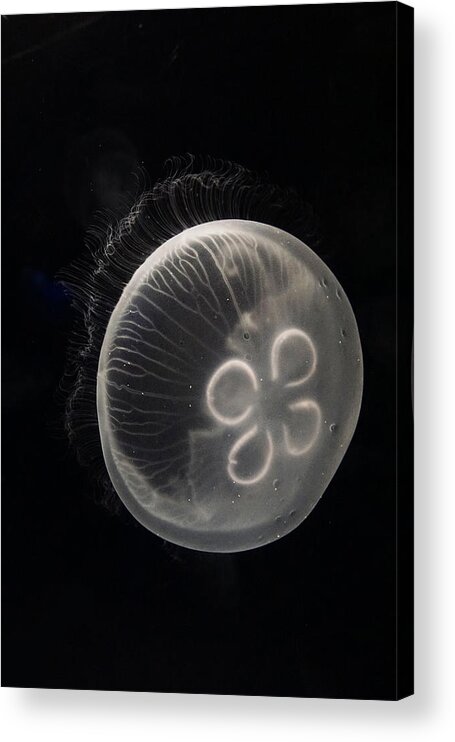 Hiroya Minakuchi Acrylic Print featuring the photograph Moon Jelly Japan by Hiroya Minakuchi