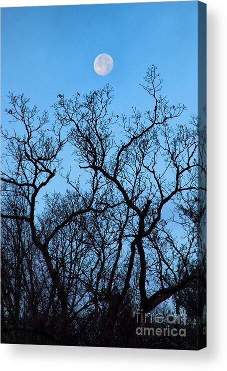 Trees Acrylic Print featuring the photograph Moonset Blue Ridge Mountains by John Harmon