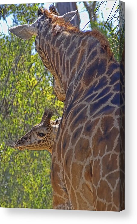 Mom Acrylic Print featuring the photograph Mooom Im Bored by Gary Holmes