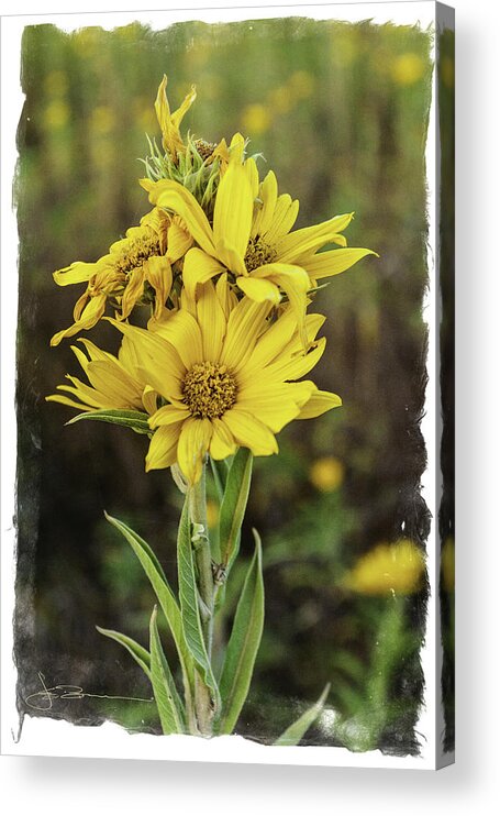 Agriculture Acrylic Print featuring the photograph Morning Flowers by Jim Bunstock