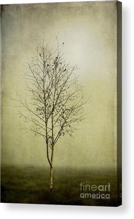 Tree Acrylic Print featuring the photograph Morning Fog by Linda Lees