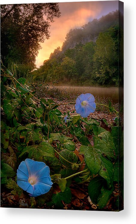 2012 Acrylic Print featuring the photograph Morning Glory by Robert Charity