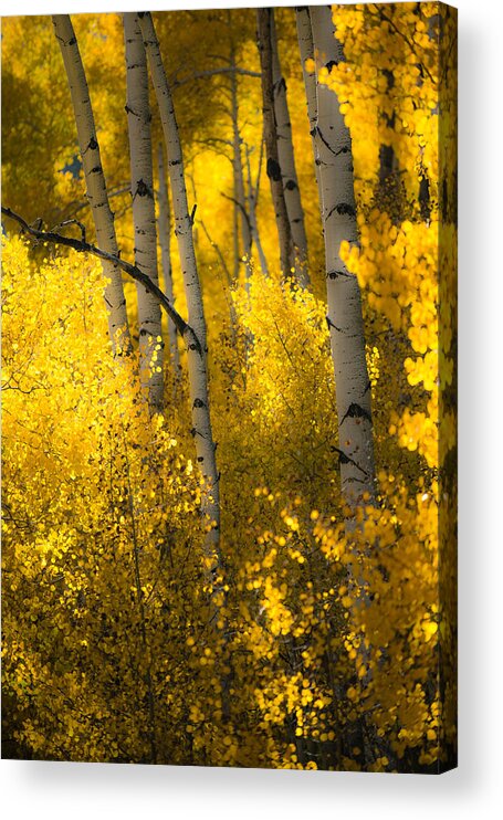 Aspen Trees Acrylic Print featuring the photograph Morning Glow by Chuck Jason