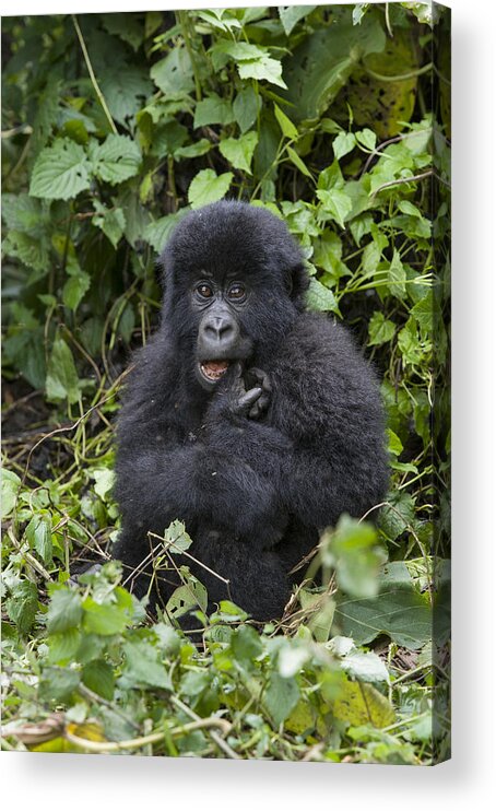 Feb0514 Acrylic Print featuring the photograph Mountain Gorilla Baby Chewing On Finger by Suzi Eszterhas