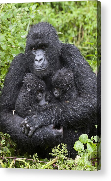 Feb0514 Acrylic Print featuring the photograph Mountain Gorilla Mother And Twins by Suzi Eszterhas