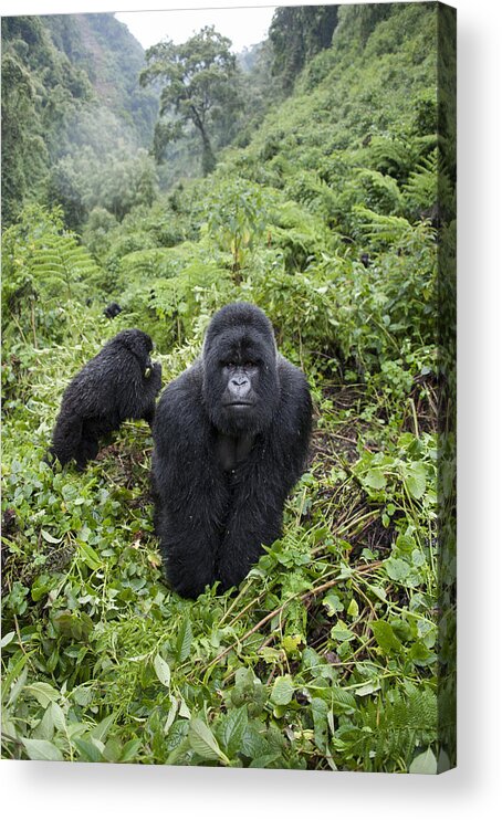 Feb0514 Acrylic Print featuring the photograph Mountain Gorilla Silverback And Young by Suzi Eszterhas