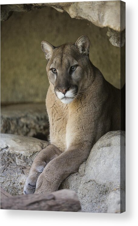 San Diego Zoo Acrylic Print featuring the photograph Mountain Lion by San Diego Zoo