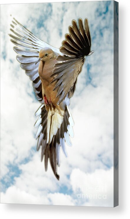 Mourning Dove Acrylic Print featuring the photograph Mourning Dove by Anthony Mercieca