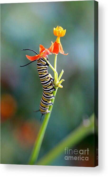 Caterpillar Acrylic Print featuring the photograph Moving Mountains by Pamela Gail Torres