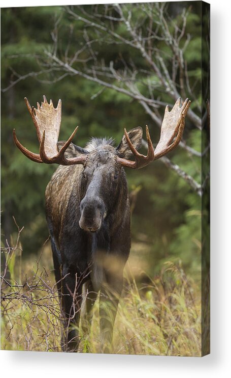 Bull Acrylic Print featuring the photograph Mr. Moose by D Robert Franz