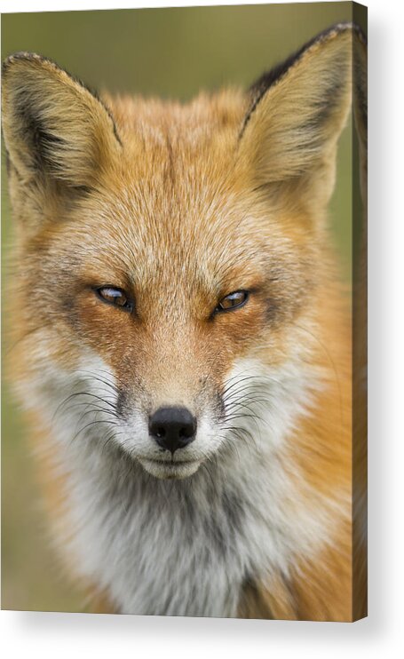 Wild Acrylic Print featuring the photograph Mr Red Portrait by Mircea Costina Photography