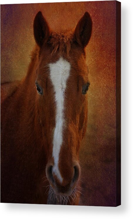 Horse Acrylic Print featuring the photograph Mr. Whiskers by Liz Mackney