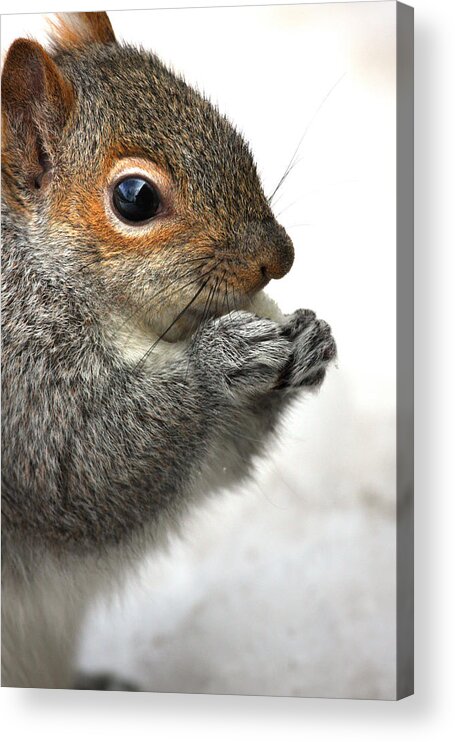 Squirrel Acrylic Print featuring the photograph Munching by Karol Livote