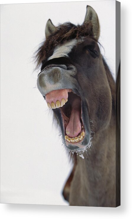 00340139 Acrylic Print featuring the photograph Mustang Stallion Yawning by Yva Momatiuk John Eastcott
