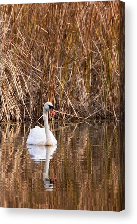 Cygnus Olor Acrylic Print featuring the photograph Mute Swan Reflection by Jeff Sinon