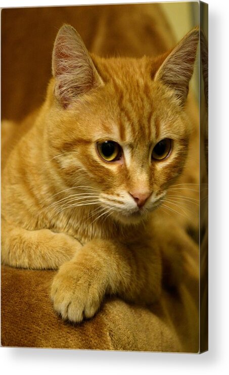 Cat Acrylic Print featuring the photograph My little tiger by Rumiana Nikolova