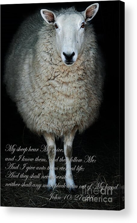Cute Acrylic Print featuring the photograph My Sheep Hear My Voice by Stephanie Frey