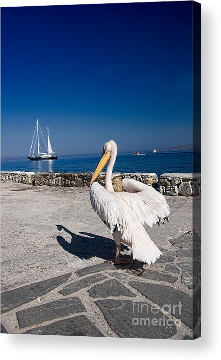 Mykonos Acrylic Print featuring the photograph Mykonos Pelican by David Smith