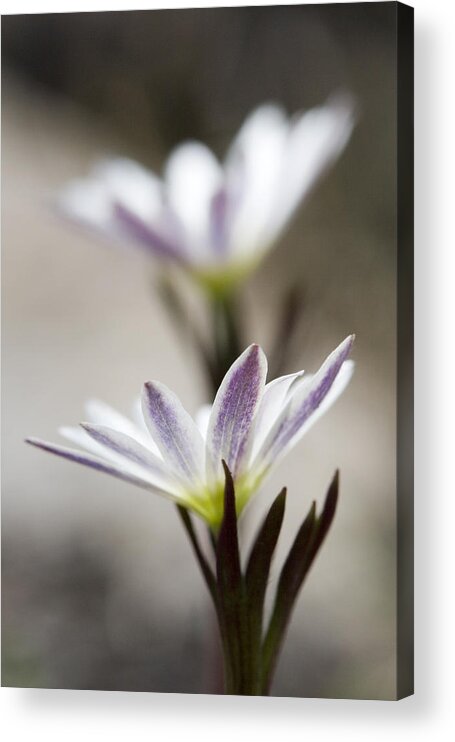 Anemone Acrylic Print featuring the photograph Mystical Anemones by Steven Schwartzman