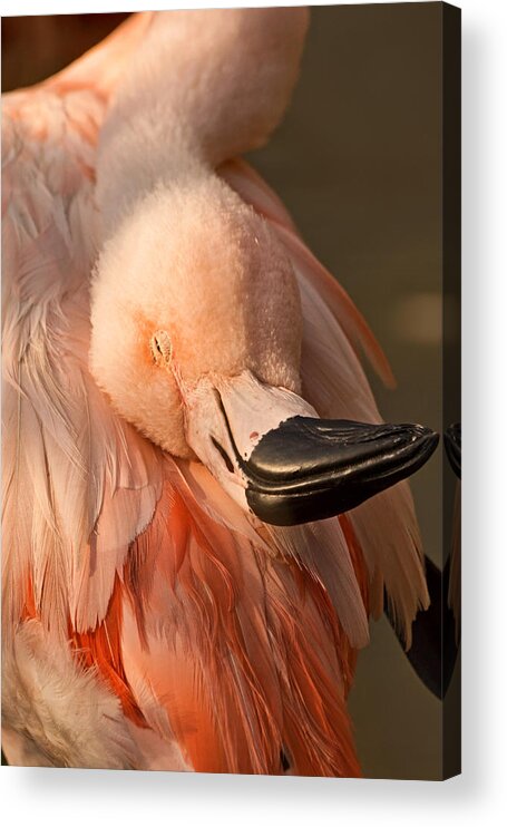 American Flamingo Acrylic Print featuring the photograph Napping on Flamingo Feathers by Theo OConnor