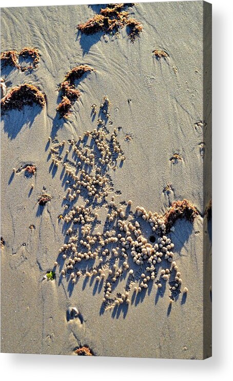 Beach Acrylic Print featuring the photograph Natures Art - Spot the Sand Bubbler Crab by Jeremy Hall