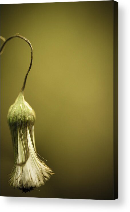 Dandelion Acrylic Print featuring the photograph Nature's Little Lamp by Shane Holsclaw