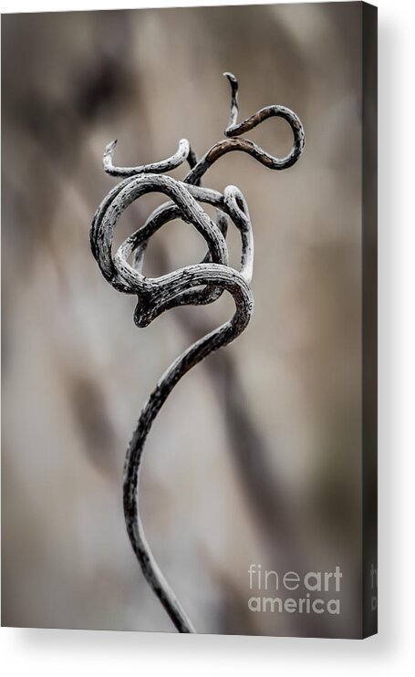 Berry Acrylic Print featuring the photograph Natures Sculpture by Michael Arend
