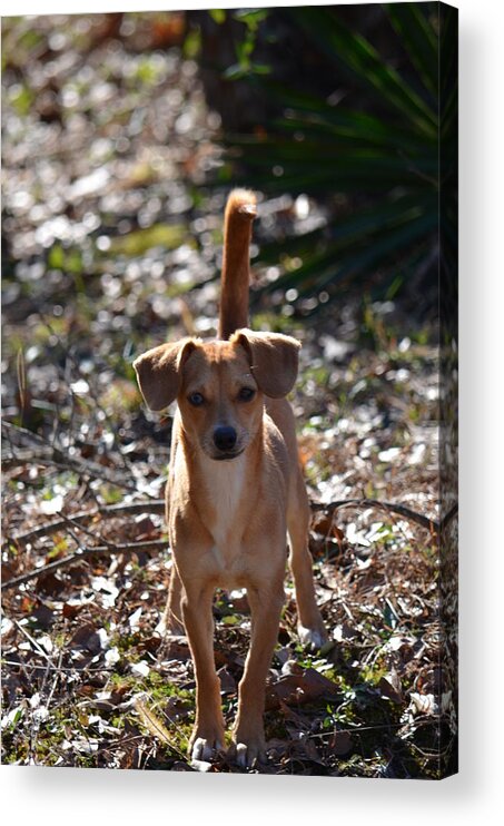 Neighborly Greetings Acrylic Print featuring the photograph Neighborly Greetings by Maria Urso