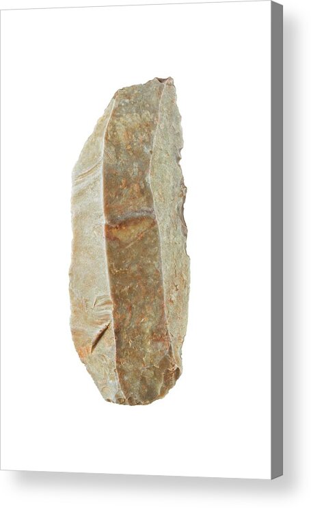 Anthropological Acrylic Print featuring the photograph Neolithic Flint Scraper by Geoff Kidd/science Photo Library