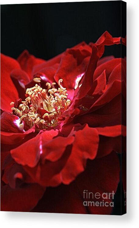 Rose Acrylic Print featuring the photograph New Dream by Joy Watson