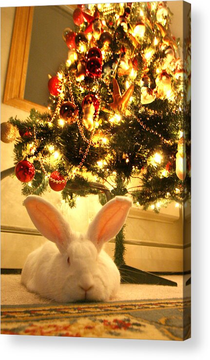 Rabbit Acrylic Print featuring the photograph New Zealand White Rabbit Under The Christmas Tree by Amanda Stadther