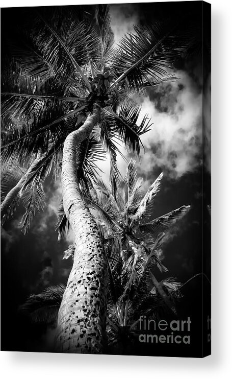Coconut Poetry Acrylic Print featuring the photograph Niu - Hoaloha Beach Coconut Palm by Sharon Mau