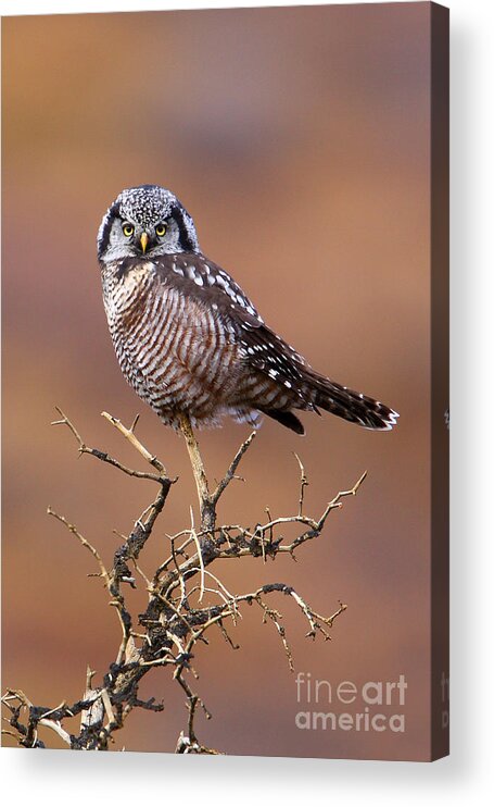 Owl Acrylic Print featuring the photograph Northern Hawk Owl by Bill Singleton