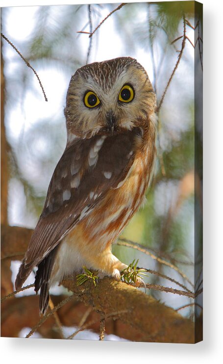 Owl Acrylic Print featuring the photograph Northern Saw-whet Owl by Bruce J Robinson