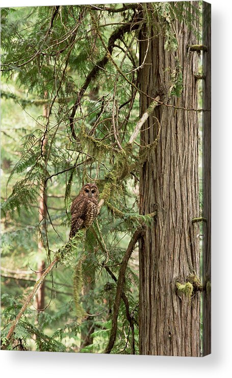 Feb0514 Acrylic Print featuring the photograph Northern Spotted Owl Pacific Northwest by Gerry Ellis