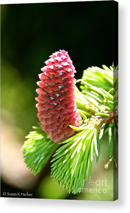 Tree Acrylic Print featuring the photograph Norwegian Candle by Susan Herber