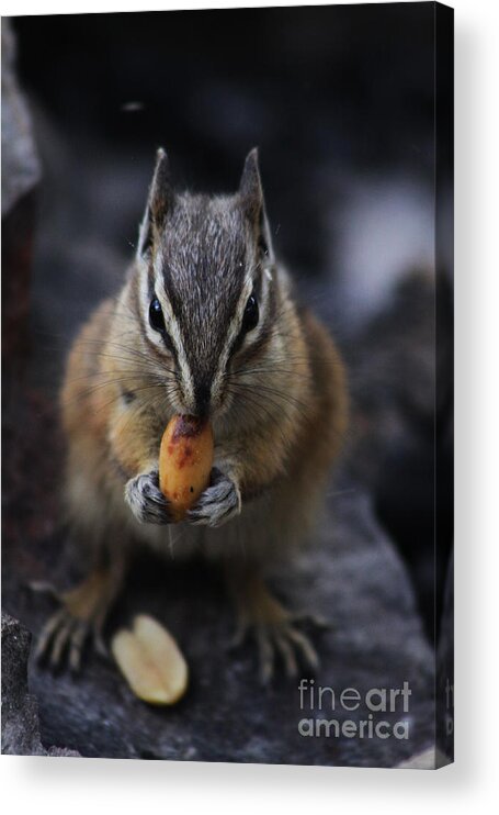 Squirrel Acrylic Print featuring the photograph Nuts by Alyce Taylor